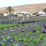 lanzaroteproyectoagrícola2014