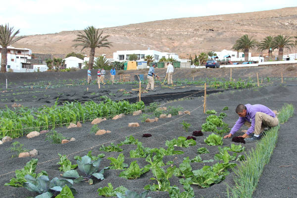 lanzaroteproyectoagrícola2014
