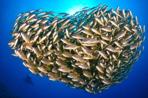 elhierroEstebanToréfotosub2014-1