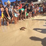 fuerteventuraSueltatortuga2015