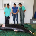Fuerteventura cachalote2015