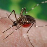 tenerife crowfunding mosquito2015