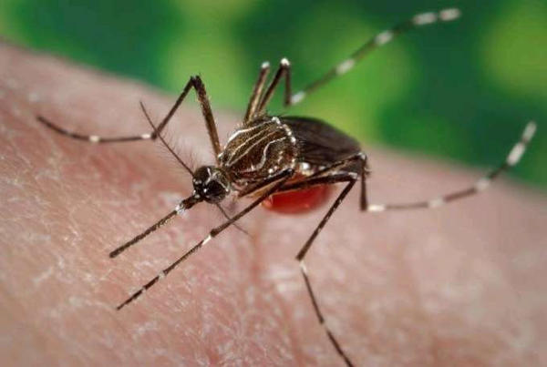 tenerife crowfunding mosquito2015