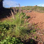 el hierro rabo de gato 2015