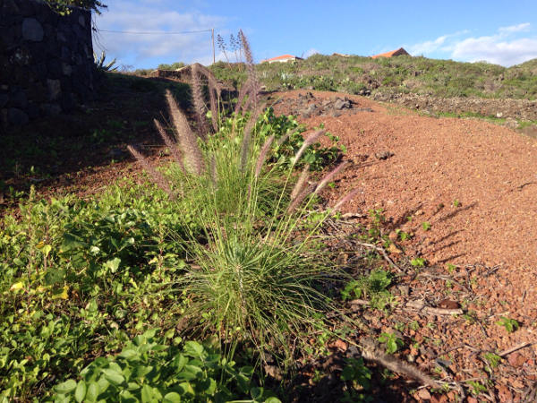 el hierro rabo de gato 2015