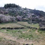 Santiagoteide almendros en flor 2016