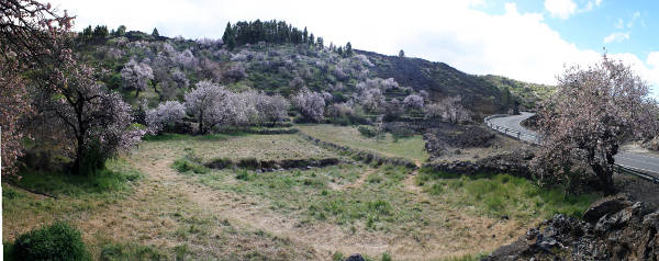 Santiagoteide almendros en flor 2016