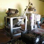 aguimes almazara aceite 2016