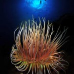 el hierro open foto sub online 2016