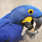 loro parque Guacamayo de Lear 2016