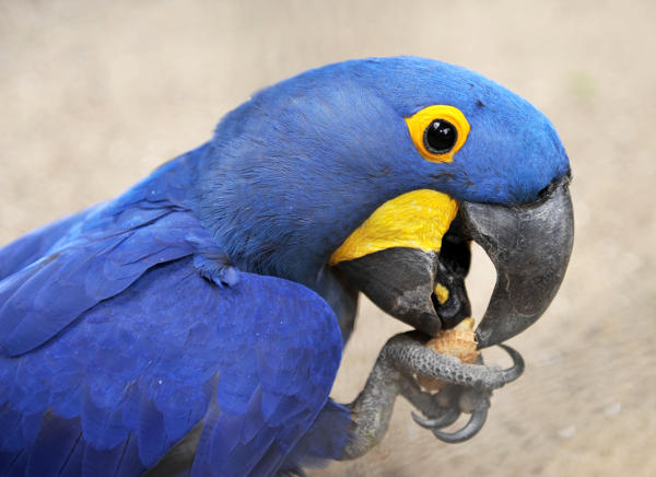 loro parque Guacamayo de Lear 2016