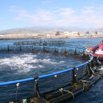 gcanaria acuicultura Salinetas 2016