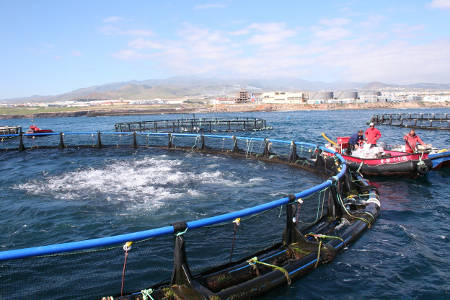 gcanaria acuicultura Salinetas 2016