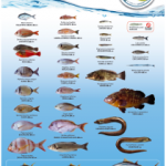 tenerife Tallas mínimas peces 2016