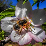 tenerife naturaleza abeja 2016
