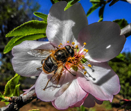 tenerife naturaleza abeja 2016