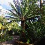 jardín botanico canarias 2016