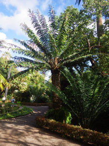 jardín botanico canarias 2016