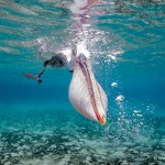 tenerife Francis Pérez fotografía submarina 2016