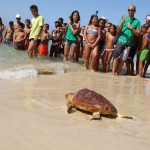 fuerteventura Tortuga Morro Jable 2016