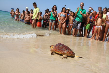 fuerteventura Tortuga Morro Jable 2016