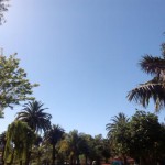 la laguna si se puede arboles 2016