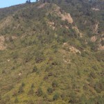 la orotava recuperacion Lomo La Peña 2016