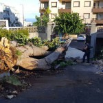 laorotava caida ficus 2016
