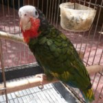 gobcan AMAZONA CUBANO 2016