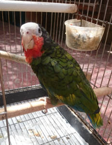 gobcan AMAZONA CUBANO 2016