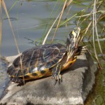 sctenerife medio ambiente tortugas 2016