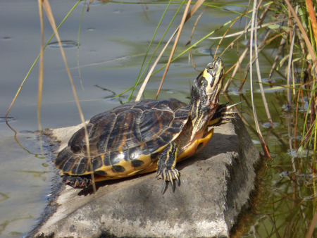 sctenerife medio ambiente tortugas 2016