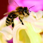 gobcan ABEJA miel 2016