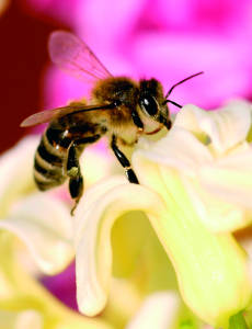 gobcan ABEJA miel 2016 El sector apícola de Gran Canaria recibe ayudas para equipar colmenas