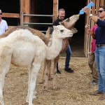 prevencion y bienestar animal cabalgatas 2016