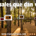 la palma Dorsales que dan vida 2017