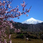 santiago teide almendro en flor 2017