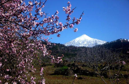 santiago teide almendro en flor 2017