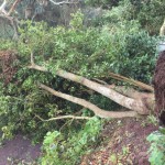 gcanaria desactiva plan emergencias 2017