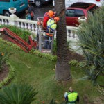 la orotava palmeras cuidado 2017