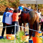 orotava xvii raid hipico 2017