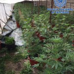 policia marihuana pto cruz 2017