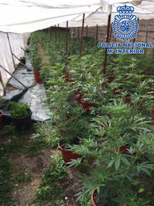 policia marihuana pto cruz 2017