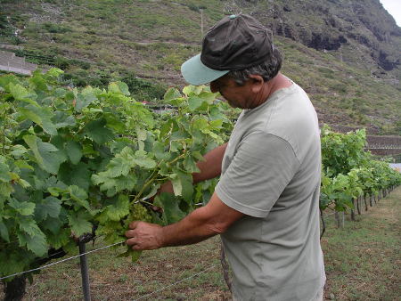tenerife Vendimia 2017