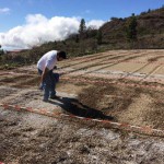 tenerife biofumigacion 2017