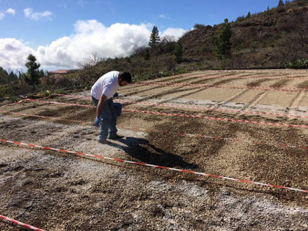 tenerife biofumigacion 2017