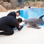 loro parque delfines-2 2017