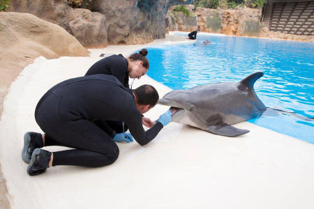 loro parque delfines-2 2017