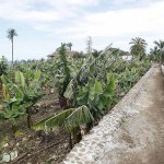 tenerife Garachico-Visita Finca La Quinta Roja 2017
