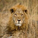 loroparque leones destruccion 2017